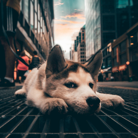 Dog in the city of Los Angeles - Sunny Day